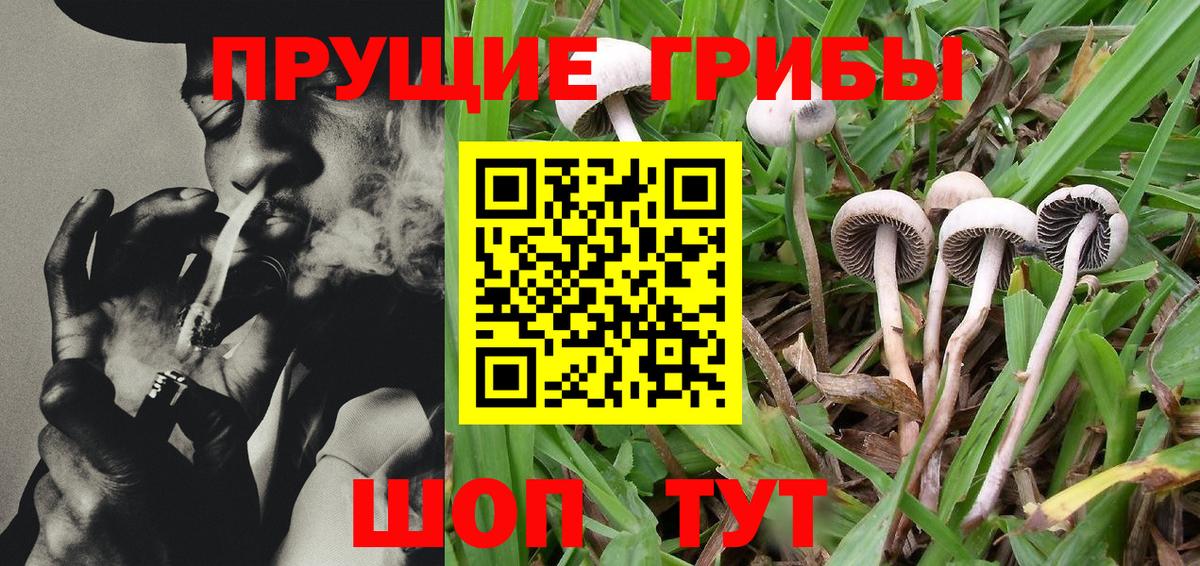 Псилоцибиновые грибы Psilocybine cubensis Медногорск